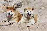 AKITA INU 281